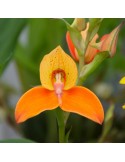 Disa Auratkew