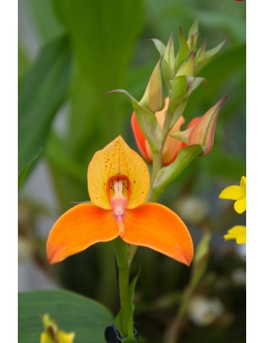 Disa Auratkew 2