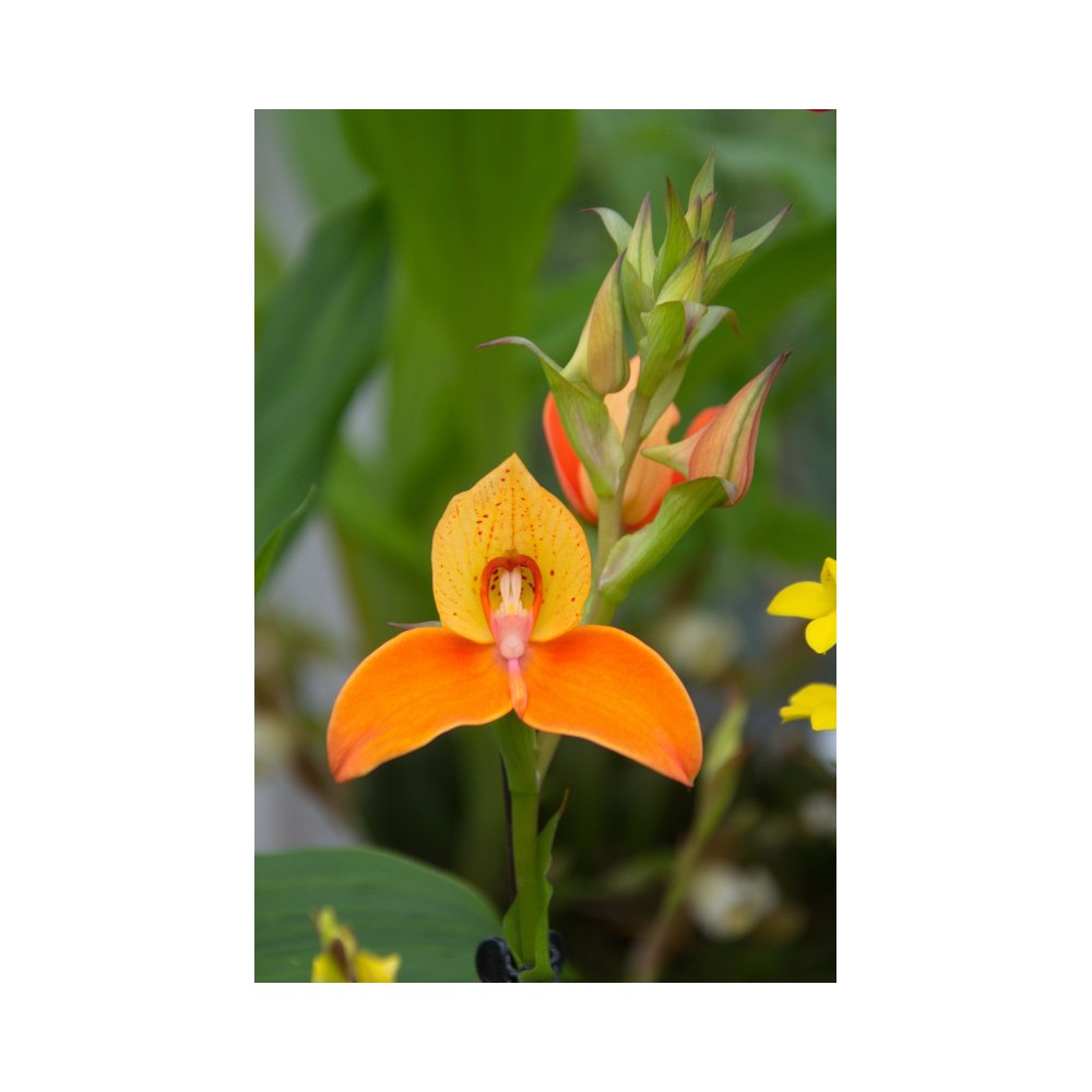 Disa Auratkew