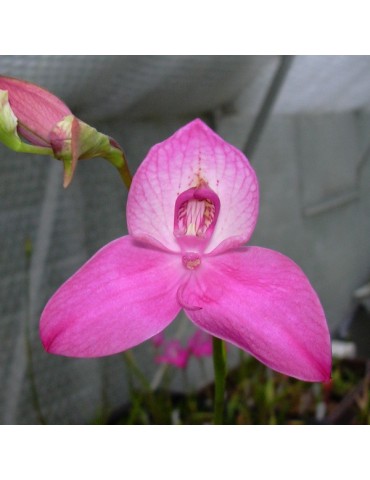 Disa diorosa