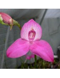 Disa diorosa