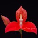 Disa Glasgow Orchid Conference