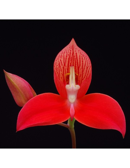 Disa Glasgow Orchid Conference Disa Glasgow Orchid Conference