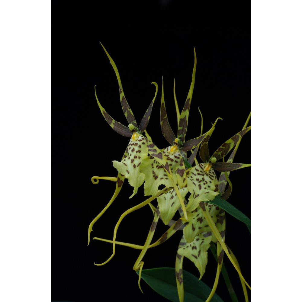 Brassia Eternal Wind