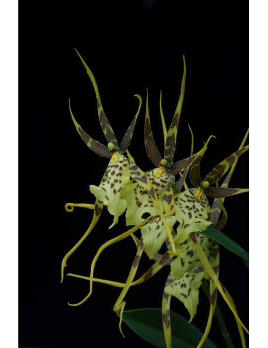 Brassia Eternal Wind