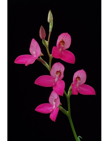 Disa Kewensis 2