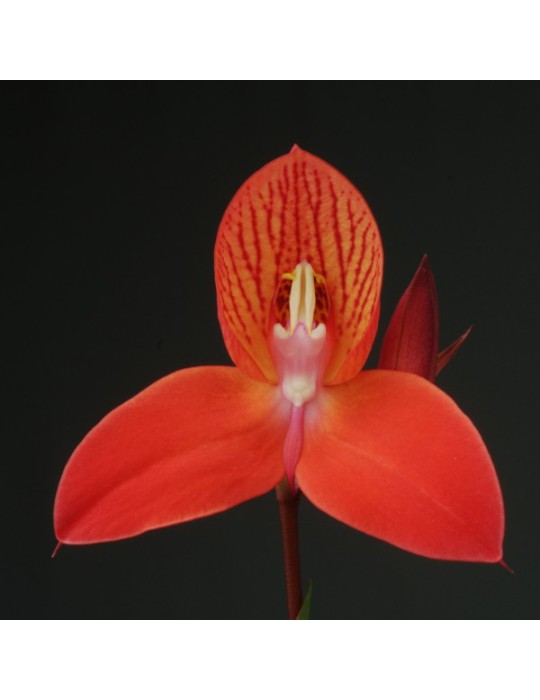 Disa Lilou Disa Lilou