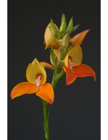 Disa Nelson Mandela 2