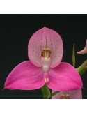 Disa Watsonii