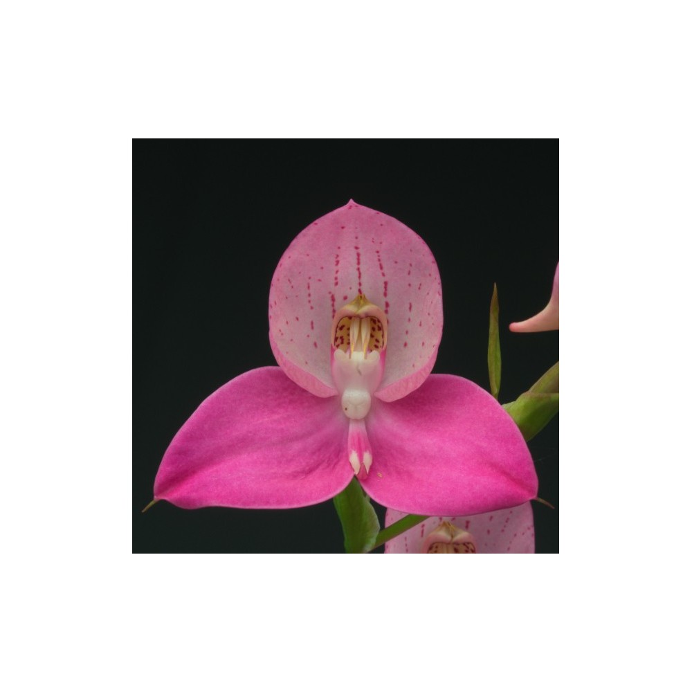 Disa Watsonii