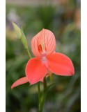 Disa uniflora