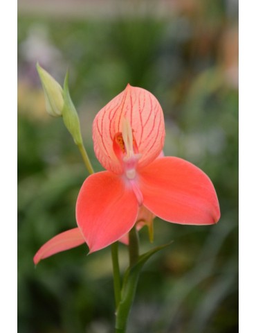 Disa uniflora 2