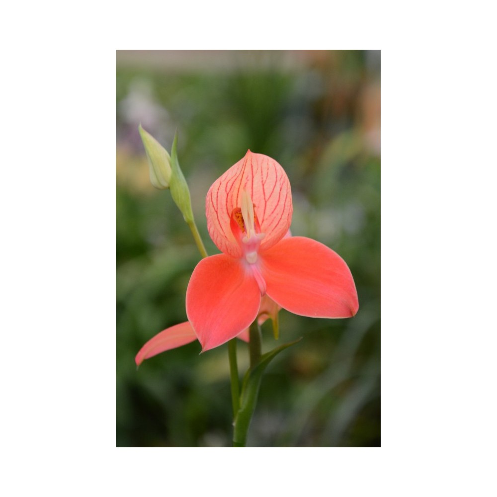 Disa uniflora