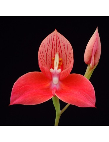 Disa uniflora