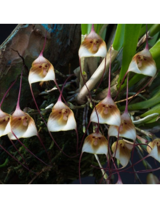 Dracula felix Dracula felix