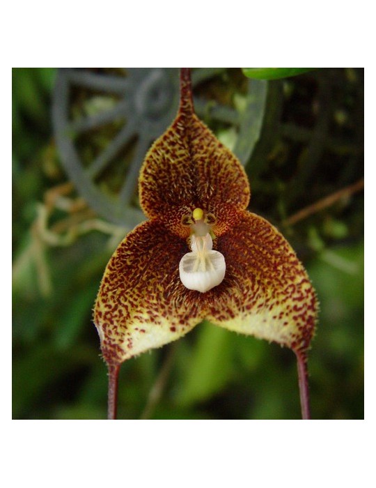 Dracula hirsuta Dracula hirsuta