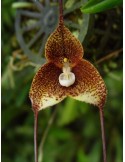 Dracula hirsuta