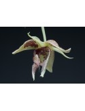 Embreea rodigasiana