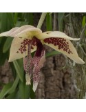 Embreea rodigasiana