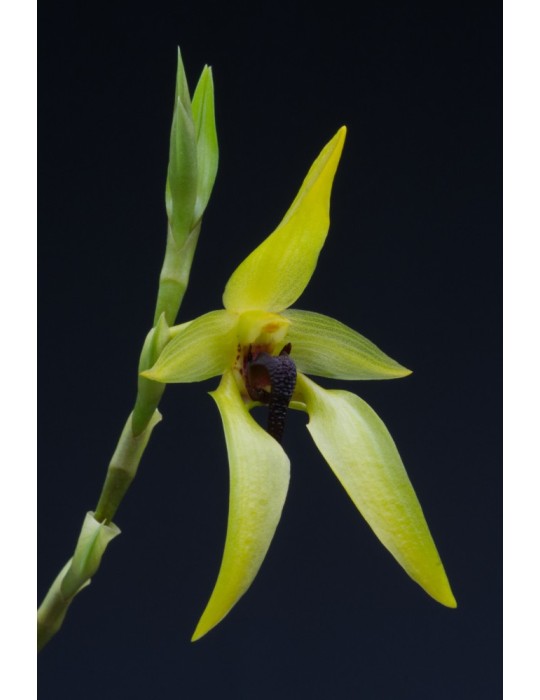 Bulbophyllum carunculatum