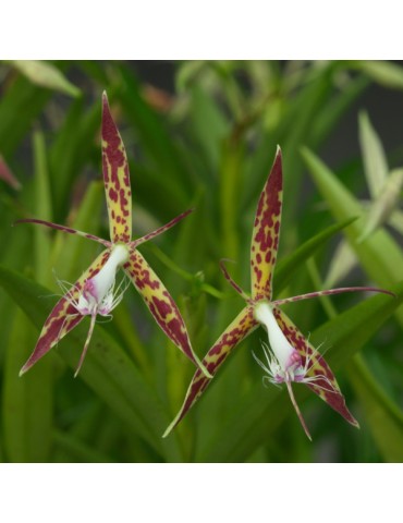 Epidendrum criniferum en sphaigne