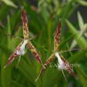 Epidendrum criniferum