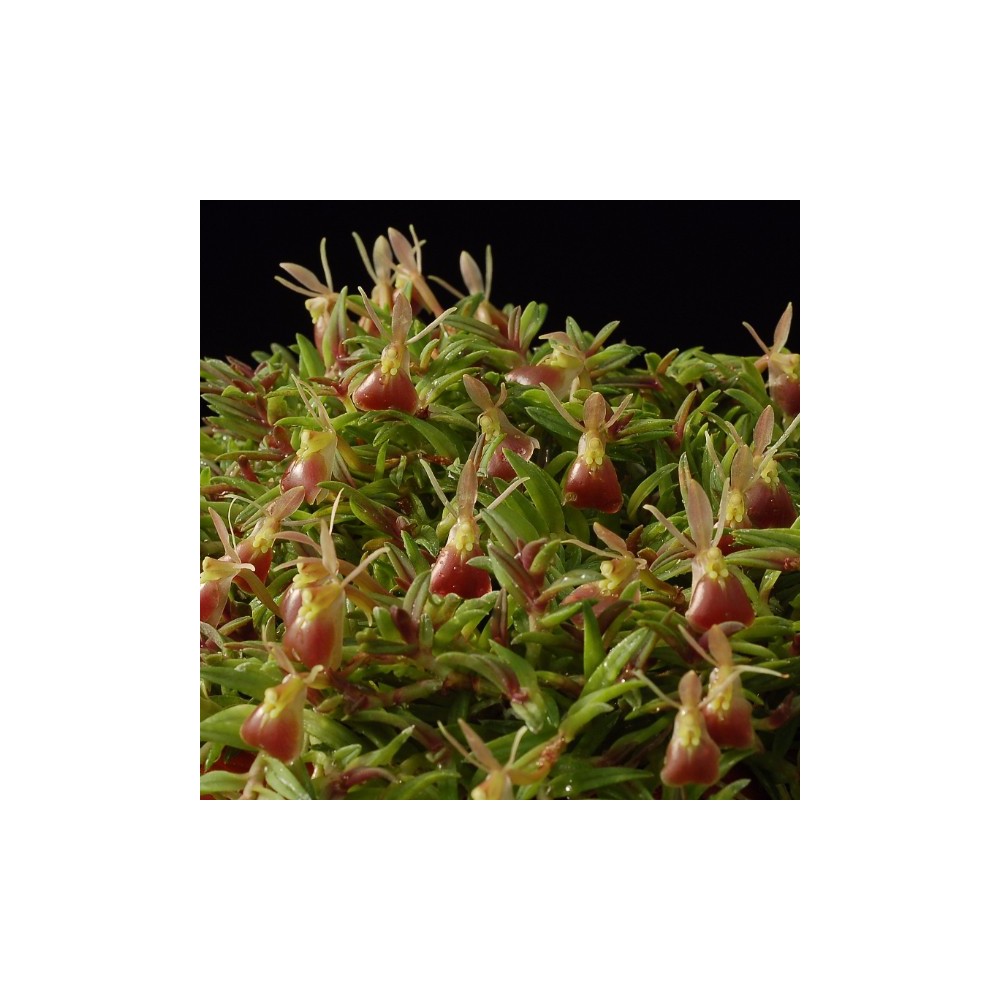 Epidendrum porpax sur plaque