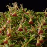 Epidendrum porpax sur plaque