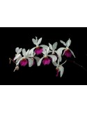 Holcoglossum kimballianum