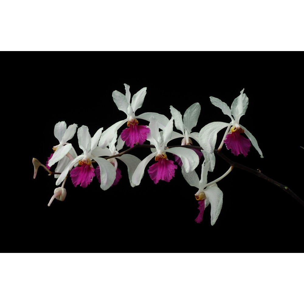 Holcoglossum kimballianum