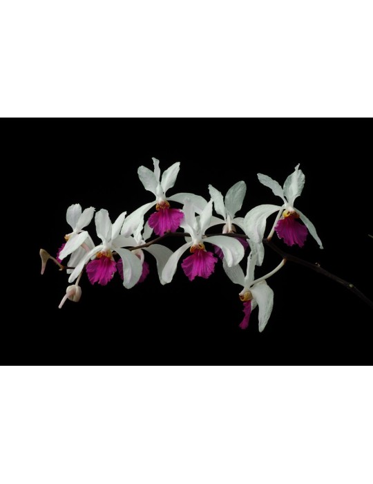 Holcoglossum kimballianum