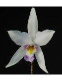 Laelia anceps var. veitchiana