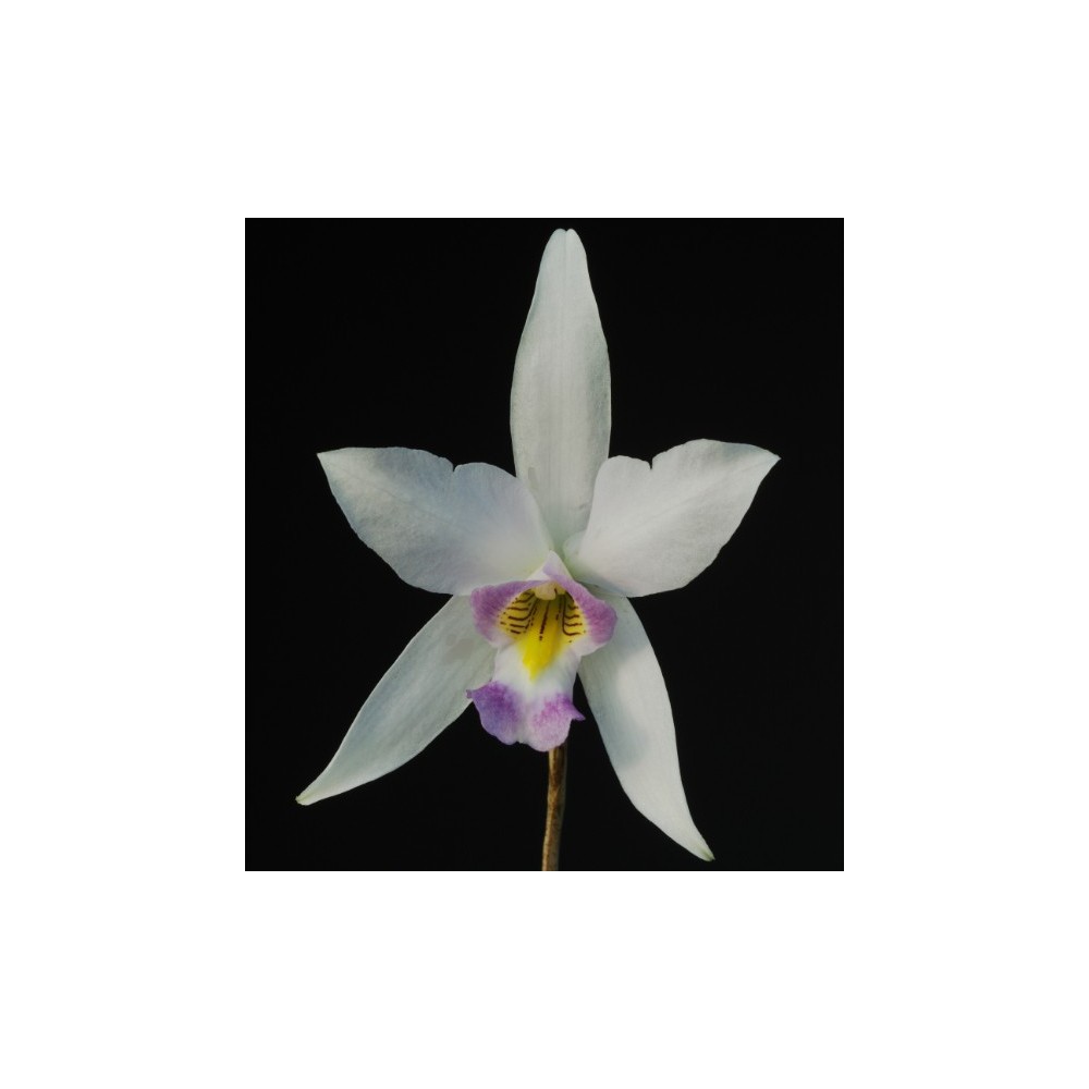 Laelia anceps var. veitchiana