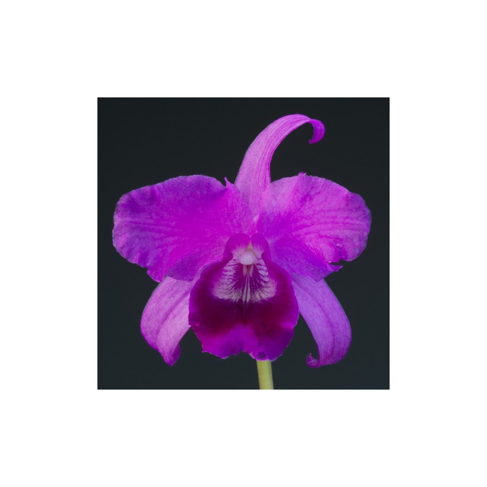 Guarianthe bowringiana