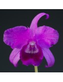 Guarianthe bowringiana