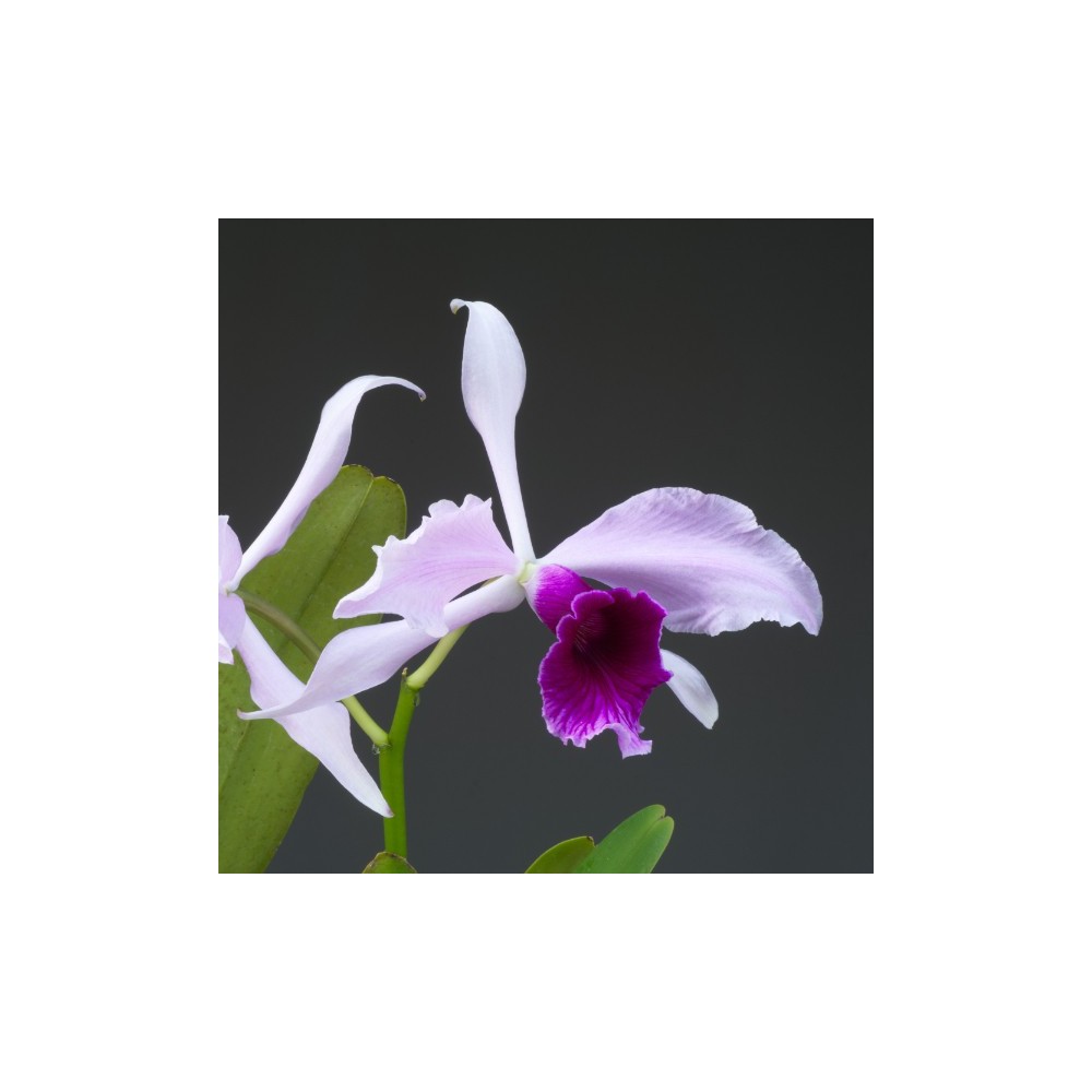 Laelia purpurata