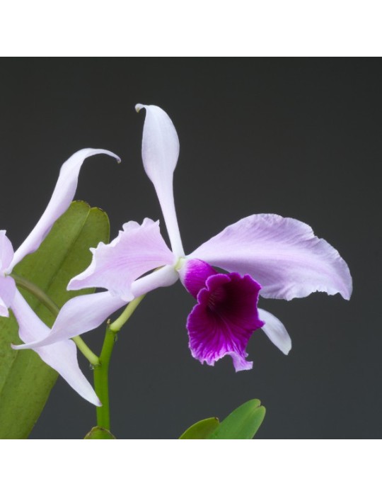 Laelia purpurata