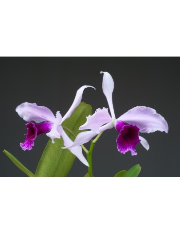Laelia purpurata 2