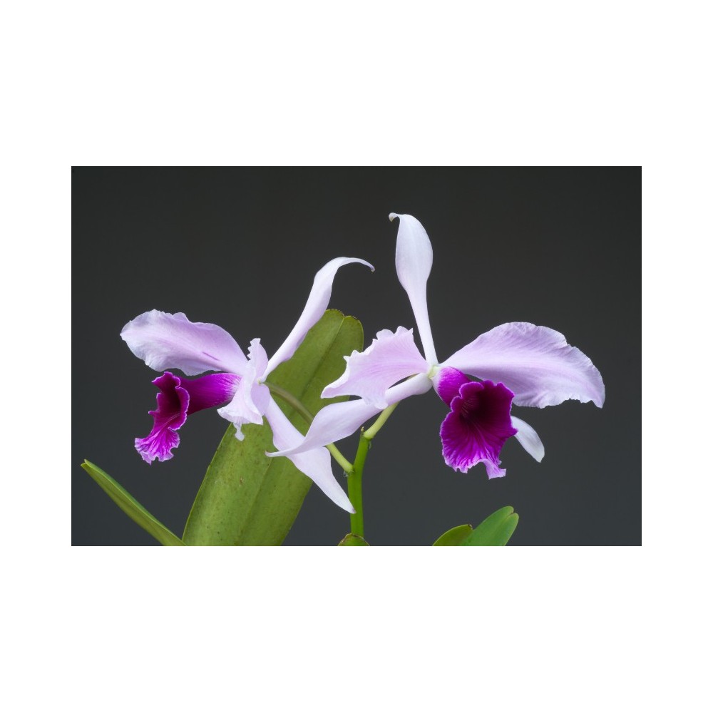Laelia purpurata