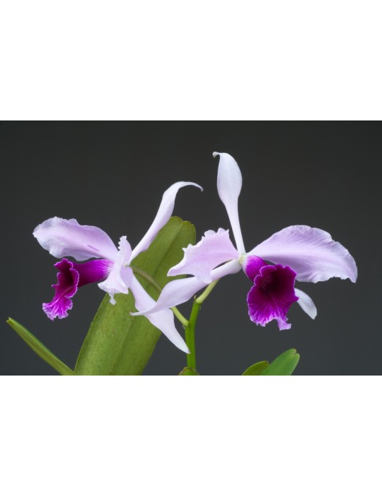 Laelia purpurata