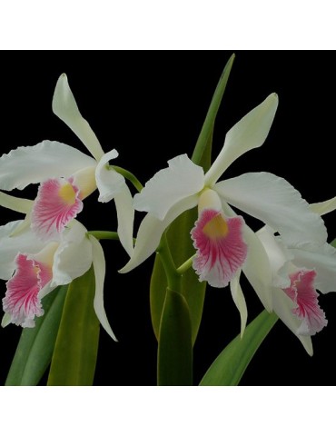 Laelia purpurata var. carnea