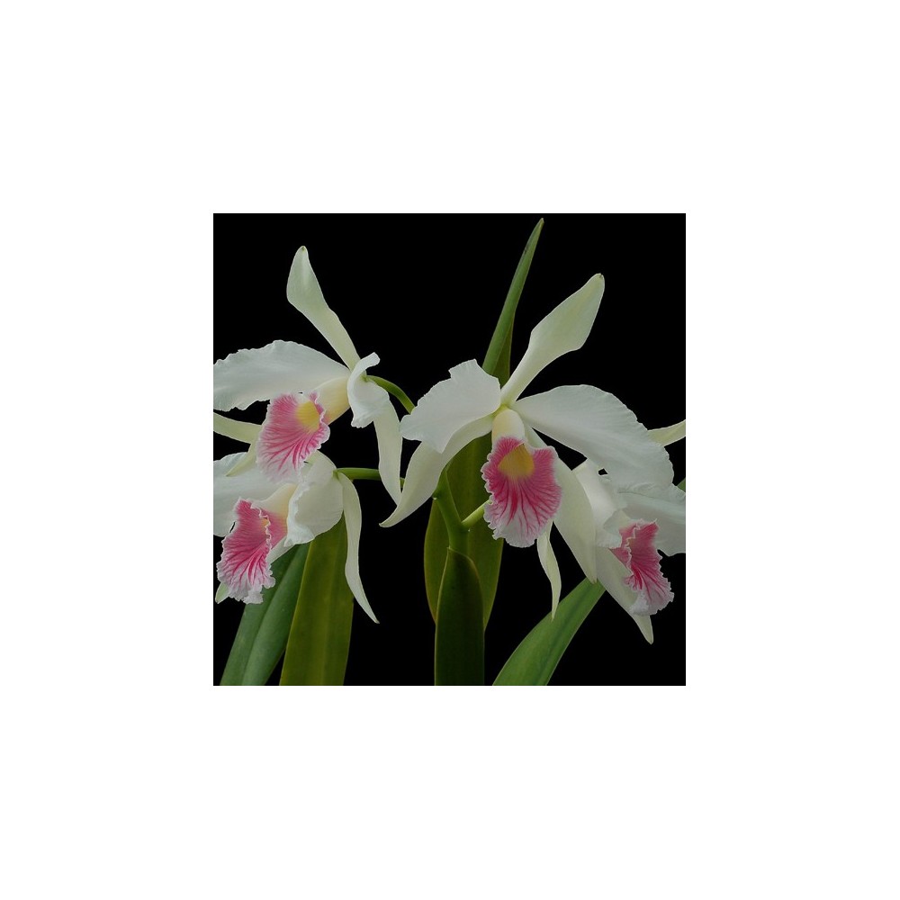 Laelia purpurata var. carnea