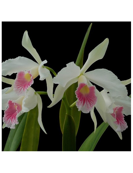 Laelia purpurata var. carnea