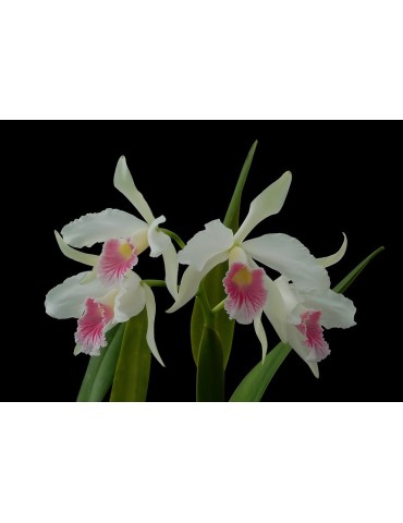 Laelia purpurata var. carnea 2