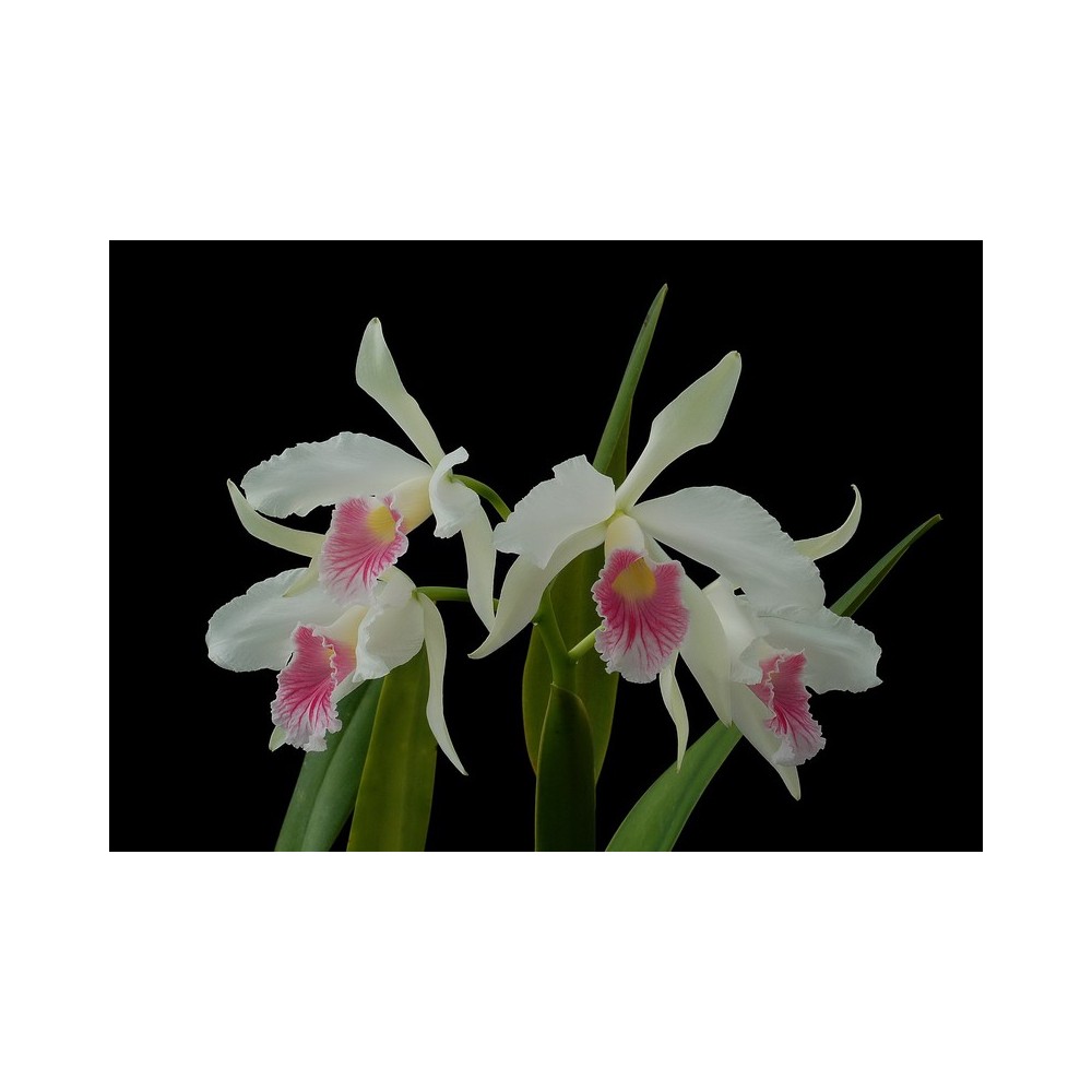 Laelia purpurata var. carnea
