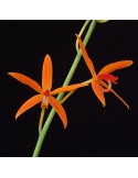 Laelia sanguiloba