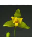 Lycaste Liane