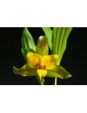 Lycaste Liane