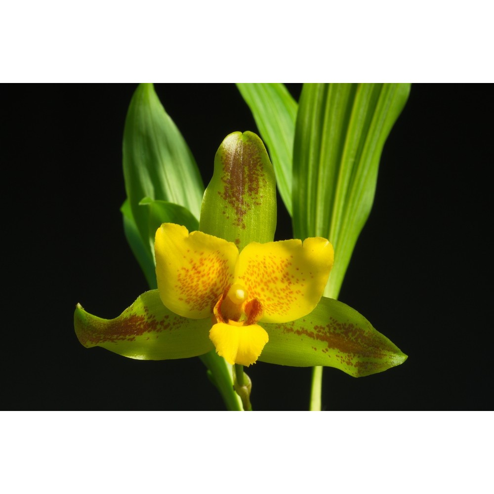 Lycaste Liane