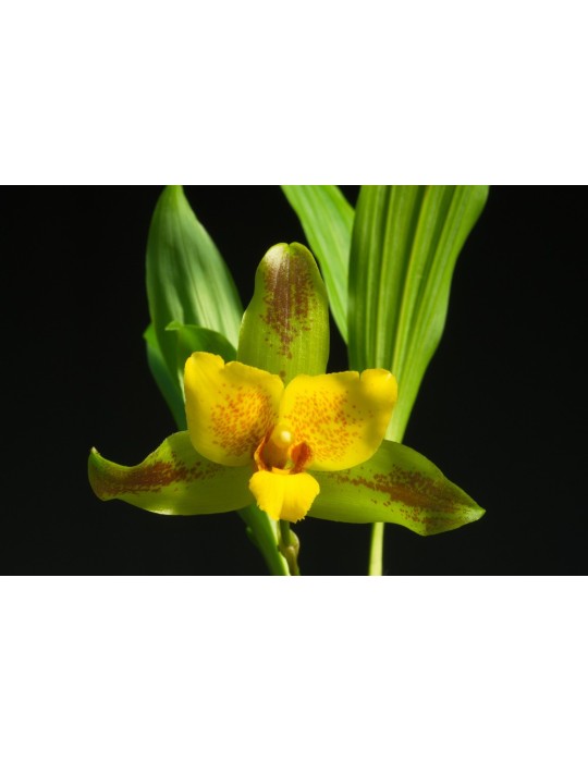 Lycaste Liane